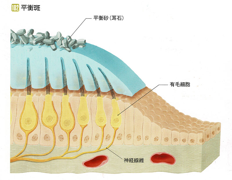 原因②:三半規管の中の粒（耳石器）がはがれてしまった