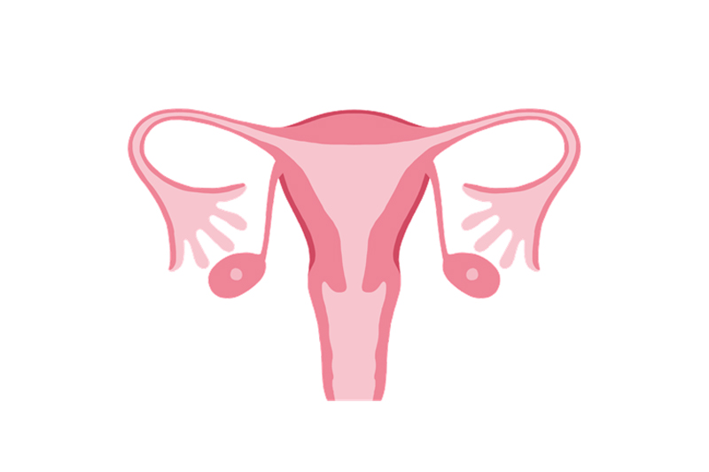 ③女性の場合、生理・妊娠・出産・閉経など生殖器との関連がとても深い