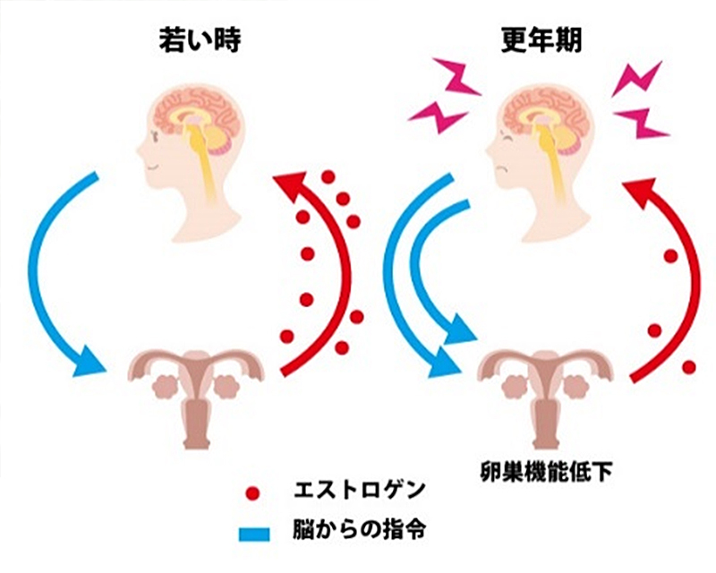 ①脳と卵巣とのやり取りが今までと変わってしまった