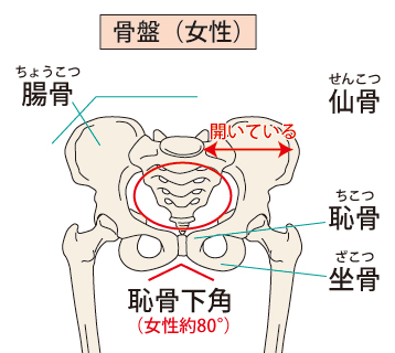 メリット①:骨盤が産前の状態にもどると体の不調もついでに取れる