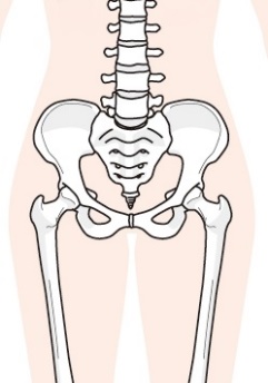 原因①:骨盤や腰椎の状態が悪い
