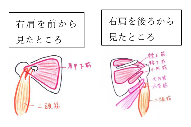 原因①:「痛い！」のは肩周りの筋肉たち