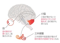③調節役=小脳の働きが弱い